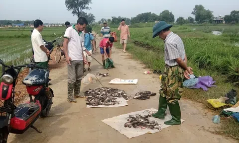 Hà Tĩnh: Trang Chủ LC88.COM Link Mới 2026 Đăng Ký LC 88 bắt được hàng vạn con chuột, chuẩn bị vụ Lc888 tải ứng dụng mới