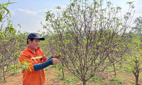 Nghệ An: Đào nở sớm, Trang Chủ LC88.COM Link Mới 2026 Đăng Ký LC 88 lo "mất Tết"