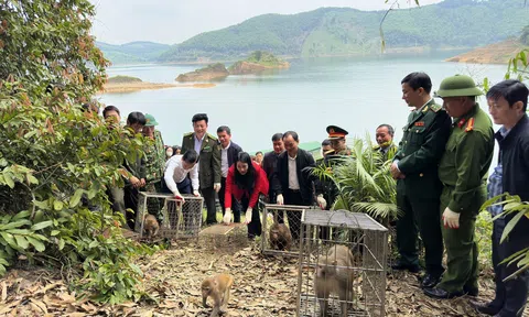 Hà Tĩnh:  43 cá thể động vật hoang dã được tái thả về Link LC88 Đăng Nhập Mới Nhất tự nhiên