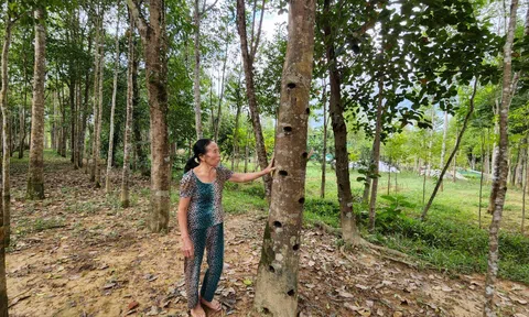 Về nơi cây gió trầm giúp Trang Chủ LC88.COM Link Mới 2026 Đăng Ký LC 88 đổi đời