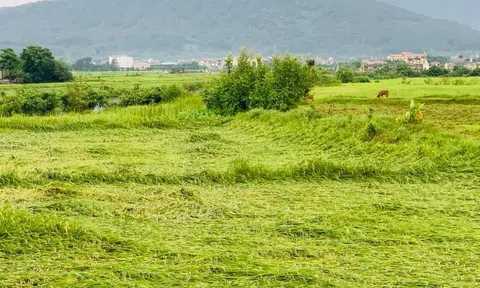 Hà Tĩnh: Hơn 1.400 ha lúa Xuân gãy đổ do dông, lốc