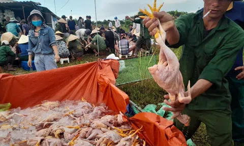 Hà Tĩnh: Hàng trăm người cùng giúp chủ trang trại "giải cứu" hơn 7.000 con gà bị chết ngạt