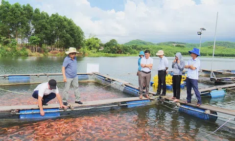Hà Tĩnh: Hiệu quả mô hình nuôi cá Diêu hồng theo hướng VietGAP