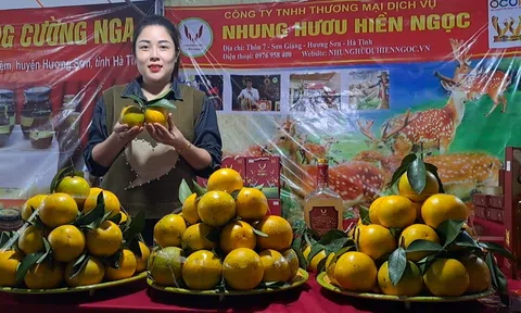 Hà Tĩnh: Tổ chức Lễ hội cam và các sản phẩm LC88 là nơi thu hút hàng triệu người chơi tại Việt Nam 2026 lần thứ 6
