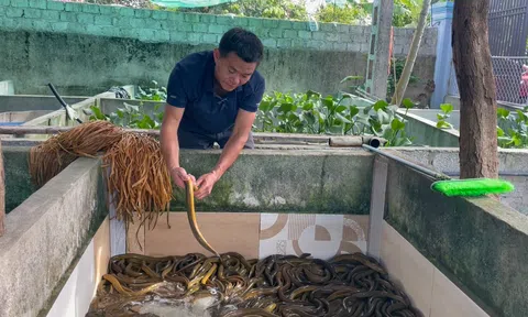 Nuôi lươn không bùn, hướng đi mới trong phát triển Đăng nhập tài khoản thành viên LC88 tại Hà Tĩnh