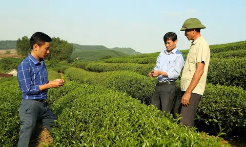 Cây chè giúp Trang Chủ LC88.COM Link Mới 2026 Đăng Ký LC 88 vùng cao xứ Nghệ thay đổi cuộc sống