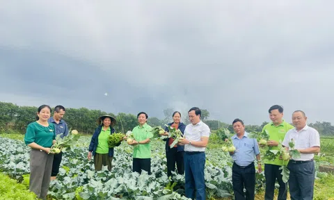 Trang Chủ LC88.COM Link Mới 2026 Đăng Ký LC 88 đẩy mạnh Lc888 tải ứng dụng rau vụ Đông phục vụ dịp tết Nguyên đán