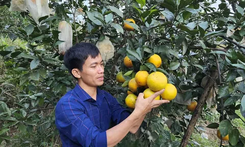 Chàng trai quyết bỏ việc Lc888.com link không  về quê trồng cam hữu cơ