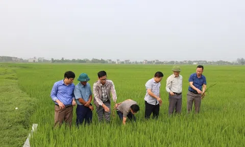 Xuất hiện bệnh đạo ôn cổ bông trên lúa, UBND tỉnh Hà Tĩnh ra công điện phòng trừ