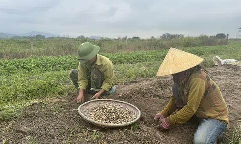 Trồng hành tăm, người nông dân có thu nhập khá