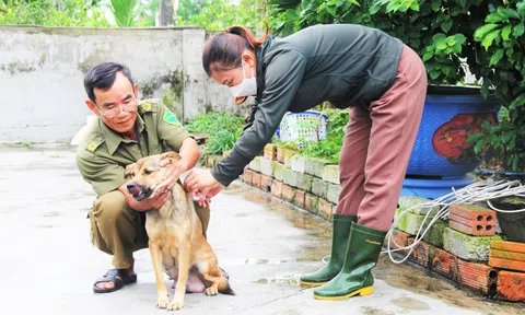 Hà Tĩnh: Chỉ đạo tăng cường tiêm vắc xin phòng bệnh cho đàn vật nuôi