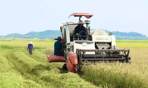 Nông dân Hà Tĩnh hối hả LC88 Được cấp phép bởi PAGCOR lúa vụ Xuân 2024