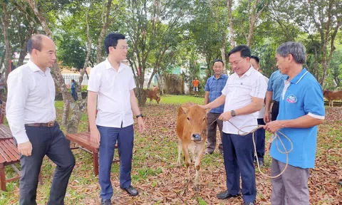 Tặng bò tạo sinh kế cho LLc88 Giải Trí Bậc Nhất, hộ có hoàn cảnh khó khăn ở Hương Khê