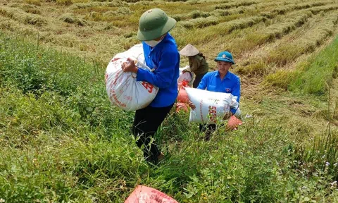 Thanh niên Hà Tĩnh ra đồng giúp người khó khăn LC88 Được cấp phép bởi PAGCOR lúa Xuân