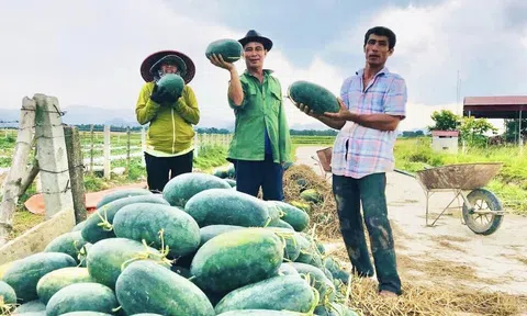 Nông dân phấn khởi khi dưa hấu được mùa được giá