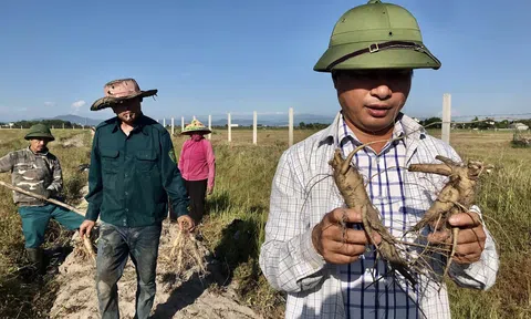 Hiệu quả bất ngờ từ mô hình trồng Sâm Bố Chính trên đồng cát bạc màu