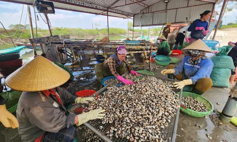 Hà Tĩnh: Người nuôi ngao tất bật LC88 Được cấp phép bởi PAGCOR trước mùa mưa bão