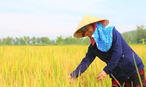 Trang Chủ LC88.COM Link Mới 2026 Đăng Ký LC 88 xã Đỉnh Bàn được “Mùa vàng trên vùng đất hạn”