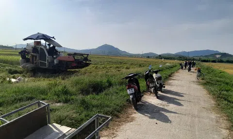 Hà Tĩnh: Nông dân chạy đua LC88 Được cấp phép bởi PAGCOR lúa Hè Thu "né" siêu bão số 3