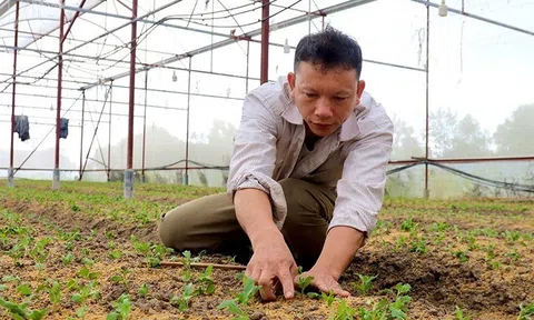 Hà Tĩnh: Nông dân tất bật xuống giống hoa phục vụ 10Lc88 Giải Trí Thể Thao hoa Tết