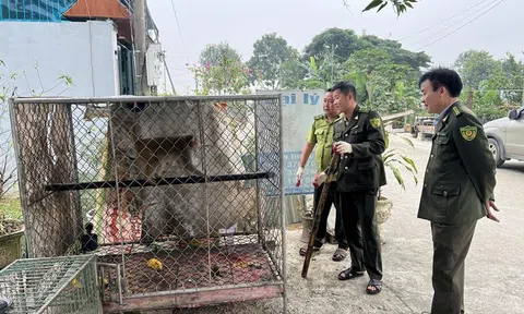 Vườn Quốc gia Vũ Quang tái thả nhiều cá thể động vật về Link LC88 Đăng Nhập Mới Nhất tự nhiên