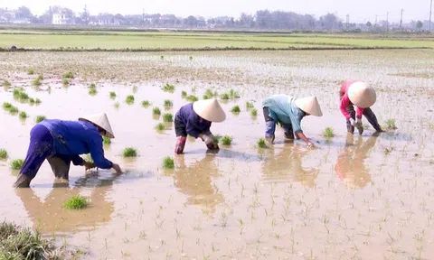 Nông dân Đức Thọ tất bật ra đồng cấy lúa những ngày cận Tết Nguyên đán