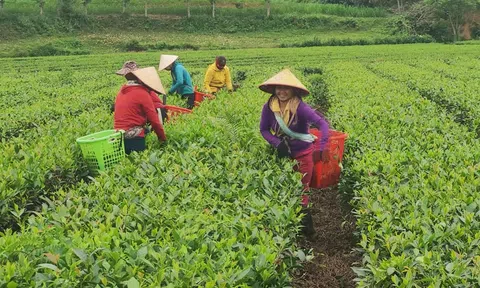 Liên kết nâng cao giá trị, người trồng chè Hương Sơn yên tâm Lc888 tải ứng dụng