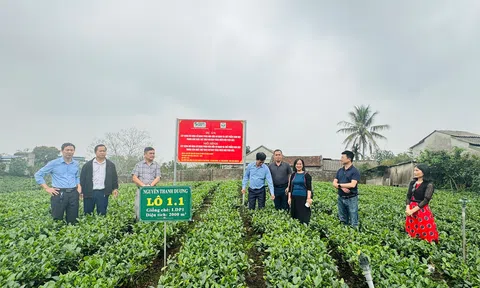 Hà Tĩnh: Triển khai dự án trồng chè theo hướng bền vững, an toàn