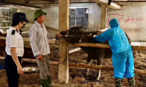 Hà Tĩnh: Các LLc88 phiên bản mới đẩy nhanh tiến độ tiêm phòng gia súc, gia cầm
