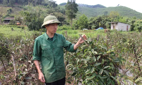 Chàng trai quyết 'liều ăn nhiều' đưa cây dược liệu về trồng trên đất vườn đồi