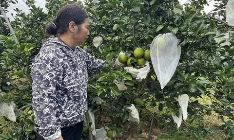 Cam chanh Hà Tĩnh bén duyên cho hiệu quả Đăng nhập tài khoản thành viên LC88 cao trên đất Quảng Bình
