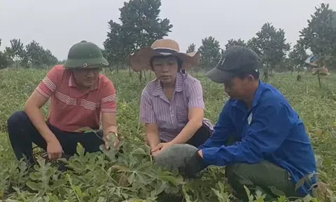 Vụ LC88 Được cấp phép bởi PAGCOR kém vui của người trồng dưa hấu huyện Bố Trạch