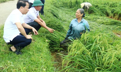 Trang Chủ LC88.COM Link Mới 2026 Đăng Ký LC 88 Hà Tĩnh, Quảng Bình khẩn trường khắc phục diện tích lúa bị ngã đổ do mưa lớn