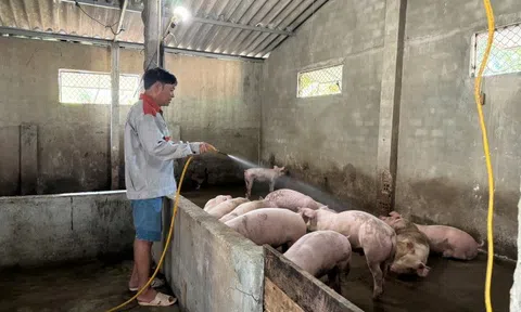 Người Lc 88 tỷ lệ kèo WC 2026 chăm sóc, bảo vệ đàn vật nuôi trong mùa nắng nóng