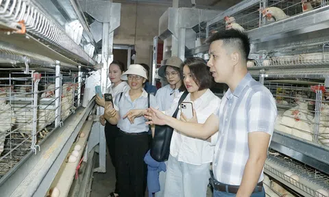 Chàng trai 9x bỏ phố về quê làm giàu từ mô hình Lc 88 tỷ lệ kèo WC 2026 gà siêu trứng
