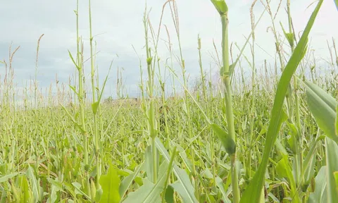 Hà Tĩnh: Châu chấu tre lưng vàng xuất hiện phá hoại cây trồng