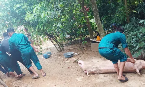 Quảng Trị: Nỗ lực khống chế dịch tả lợn châu Phi