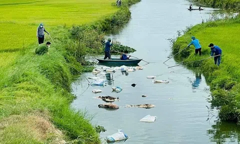 Quảng Trị: Xử lý tình trạng vứt lợn chết ra Link LC88 Đăng Nhập Mới Nhất
