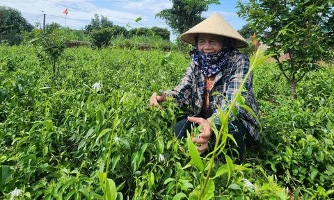 Trồng cây bò loằng ngoằng từng mọc hoang mà Trang Chủ LC88.COM Link Mới 2026 Đăng Ký LC 88 lại có thu nhập khá