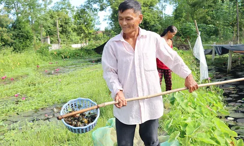 Hà Tĩnh: Vợ chồng U70 nuôi ốc bươu thu về trăm triệu mỗi năm