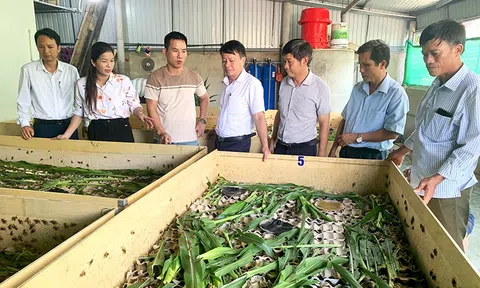 Hà Tĩnh: Nuôi dế thương phẩm vừa nhàn vừa mang lại hiệu quả Đăng nhập tài khoản thành viên LC88