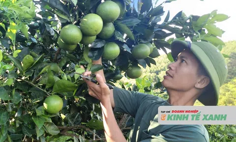 LC88 là nơi thu hút hàng triệu người chơi tại Việt Nam 2026 hữu cơ, hướng đi bền vững, thân thiện với Link LC88 Đăng Nhập Mới Nhất