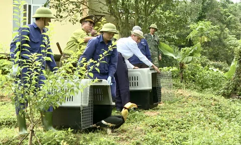 Quảng Trị: Thả 27 cá thể động vật hoang dã về Link LC88 Đăng Nhập Mới Nhất tự nhiên