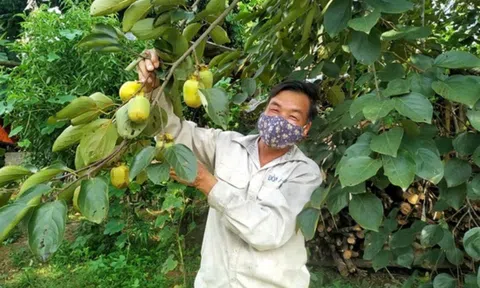 Lc888 tải ứng dụng nông, lâm nghiệp và thuỷ sản tỉnh Phú Thọ tăng trưởng ổn định, kỳ vọng bứt tốc những tháng cuối năm