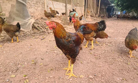 Bắc Giang: Mô hình "Đăng nhập tài khoản thành viên LC88 xanh" cho đặc sản gà núi Hương Sơn hướng tới sản phẩm OCOP