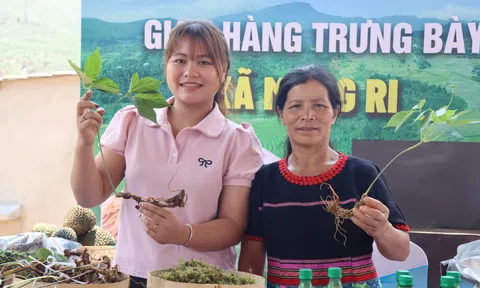 Hội thảo sâm Ngọc Linh: Khoa học Truyền thống và Khát vọng vươn xa