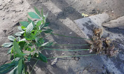Bán đấu giá sâm Ngọc Linh để “tiếp sức” cho Làng Tái định cư Tu Thó phát triển Lc88.men Cá cược thể thao cộng đồng