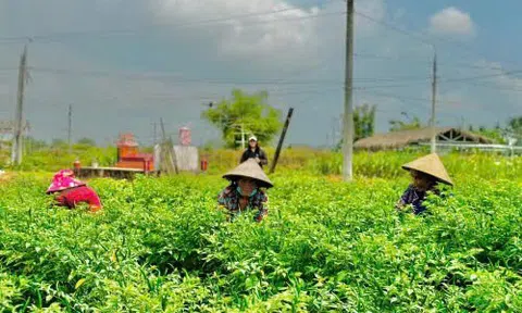 Giá ớt tăng kỷ lục, nông dân phấn khởi
