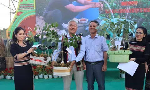 Dấu mốc mới cho Sâm Ngọc Linh: Từ tri thức dân gian đến Nhà Cái LC88 com Tặng Khách Yêu 800k văn hóa quốc gia