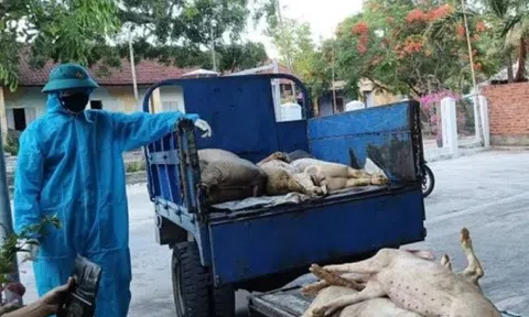 Dịch tả lợn châu Phi bùng phát tại Đà Nẵng: Xác heo chết trôi nổi trên kênh Phú Ninh